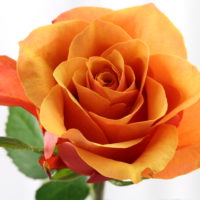 Rose (orange)