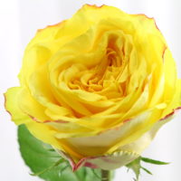Rose 'Yellow'