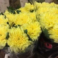 Chrysantheme 'Pjotr Yellow''
