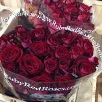 Rose 'Ruby Red'
