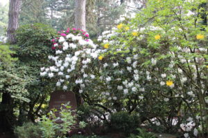 Rhododendron Südfriedhof Leipzig