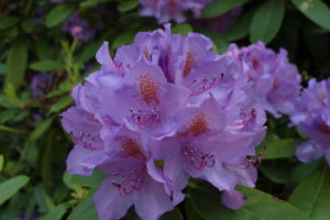 Liliblühender Rhododendron