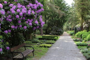 Gräber unter blühenden Rhododendron