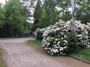 Rhododendron Südfriedhof Leipzig