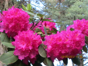 Rhododendron Südfriedhof