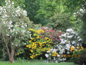 Rhododendron Südfriedhof
