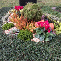 Grabpflege - Leistung der Blumenhalle - Die Herbstbepflanzung