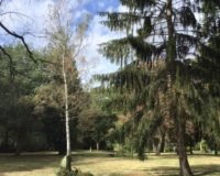 Initiative zur Bewässerung Trockenschäder Suedfriedhof